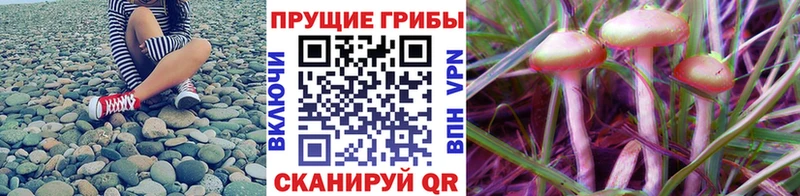 кракен tor  Арск  Псилоцибиновые грибы ЛСД 